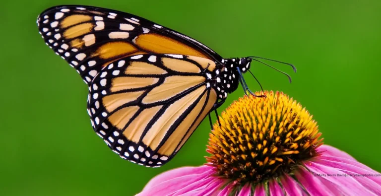 Monarch Life Cycle: From Tiny Egg to Majestic Migration Masterpiece