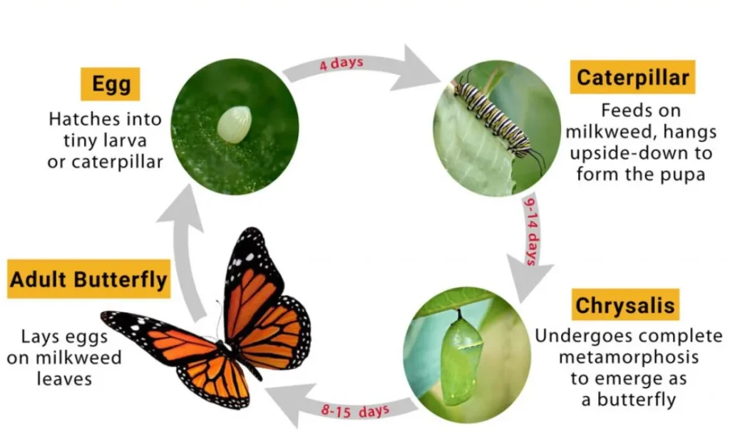 Monarch Life Cycle From Tiny Egg to Majestic Migration Masterpiece