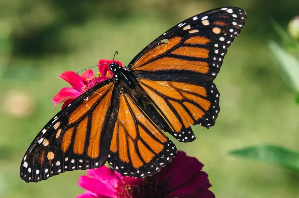 Monarch Life Cycle From Tiny Egg to Majestic Migration Masterpiece