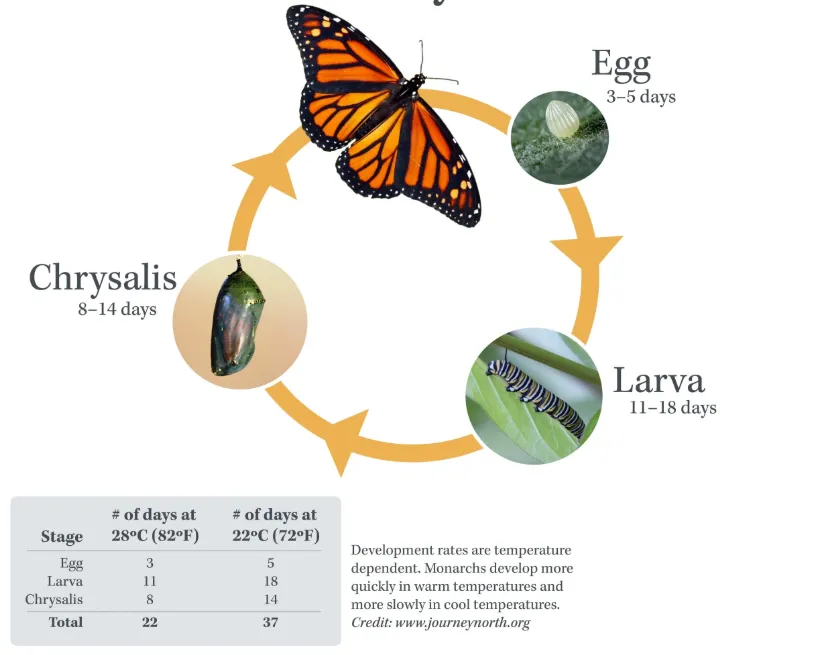 Monarch Life Cycle From Tiny Egg to Majestic Migration Masterpiece