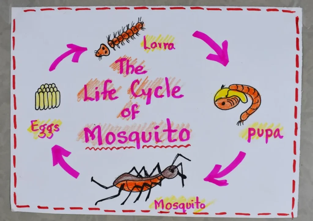 Mosquito Life Cycle