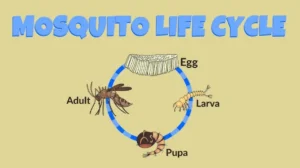 Mosquito Life Cycle