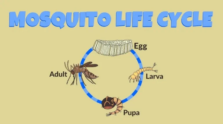Mosquito Life Cycle Explained: Stages, Survival Secrets & Ecological Importance (Complete Guide)