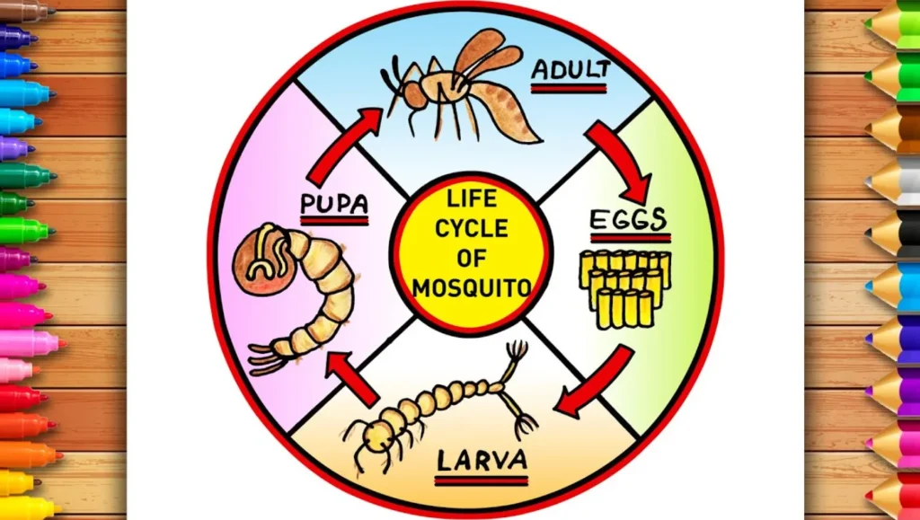 Mosquito Life Cycle