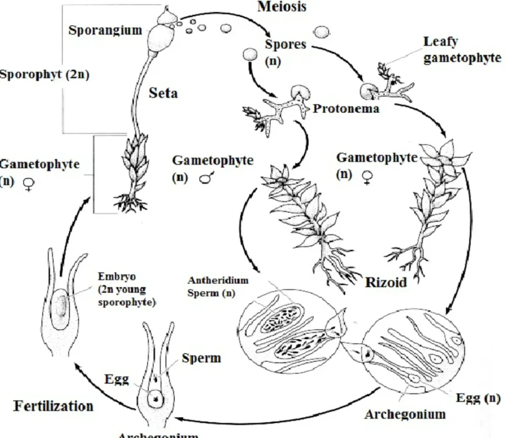 Moss Life Cycle Explained: From Tiny Spores to Thriving Green Carpets (Complete Guide)