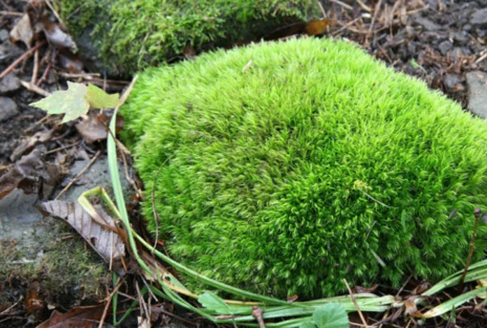 Moss Life Cycle Explained: From Tiny Spores to Thriving Green Carpets (Complete Guide)
