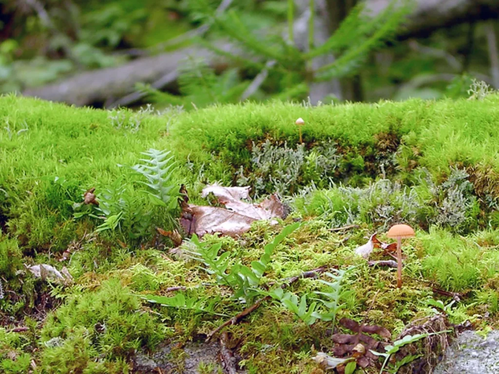 Moss Life Cycle Explained: From Tiny Spores to Thriving Green Carpets (Complete Guide)