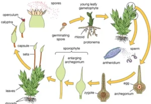 Moss Life Cycle Explained: From Tiny Spores to Thriving Green Carpets (Complete Guide)
