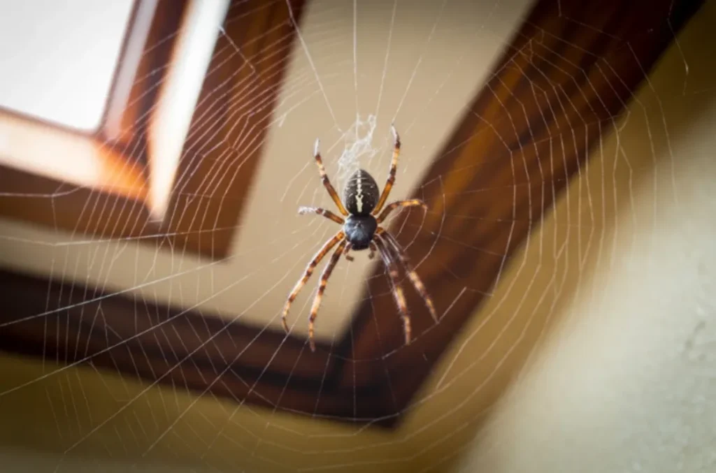 Spider Life Cycle
