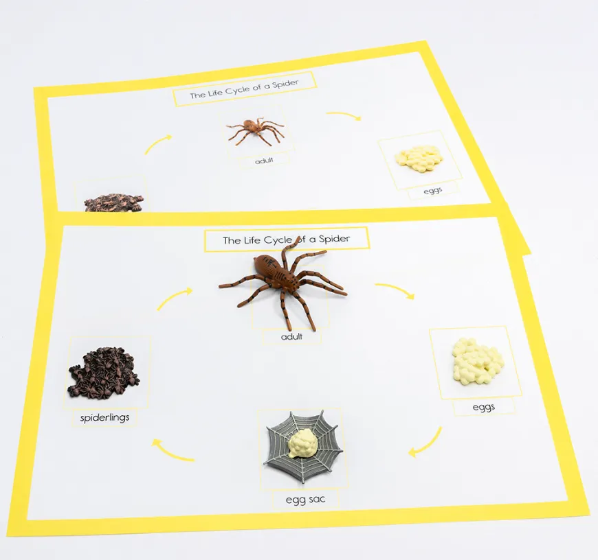 Spider Life Cycle