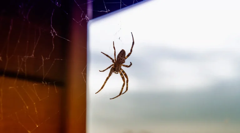 The Spider Life Cycle: A Comprehensive Guide to Their Stages, Evolution, and Ecosystem Importance
