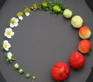 The Complete Guide to the Strawberry Life Cycle: From Seed to Fruit and Beyond