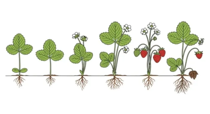 Strawberry Life Cycle