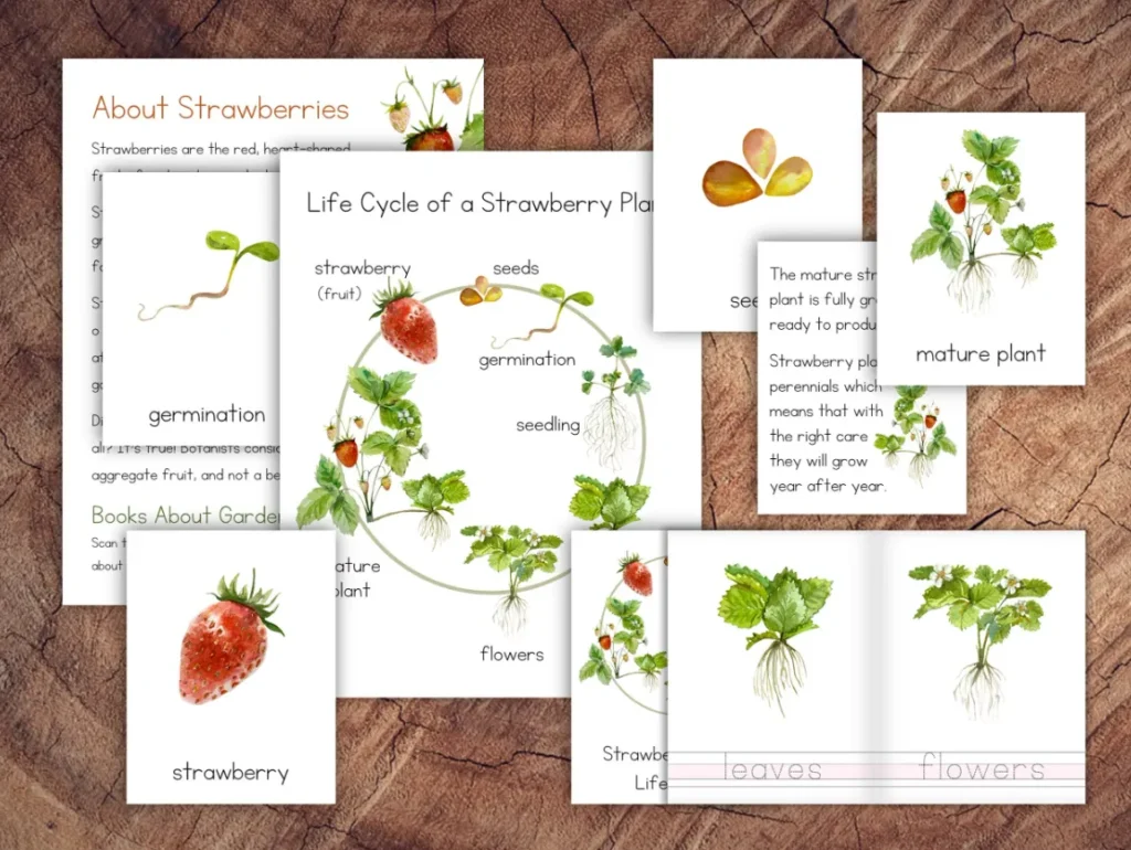 Strawberry Life Cycle