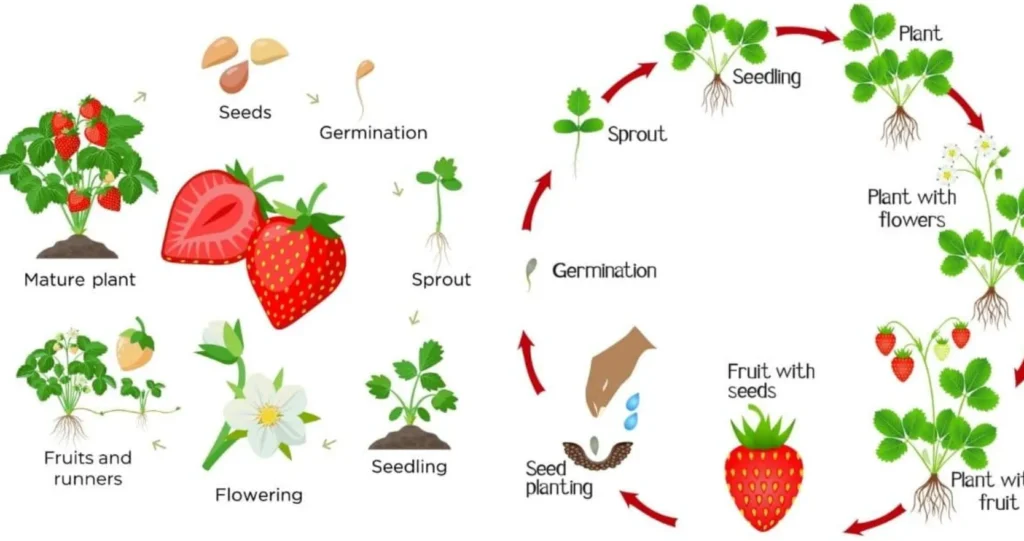 Strawberry Life Cycle