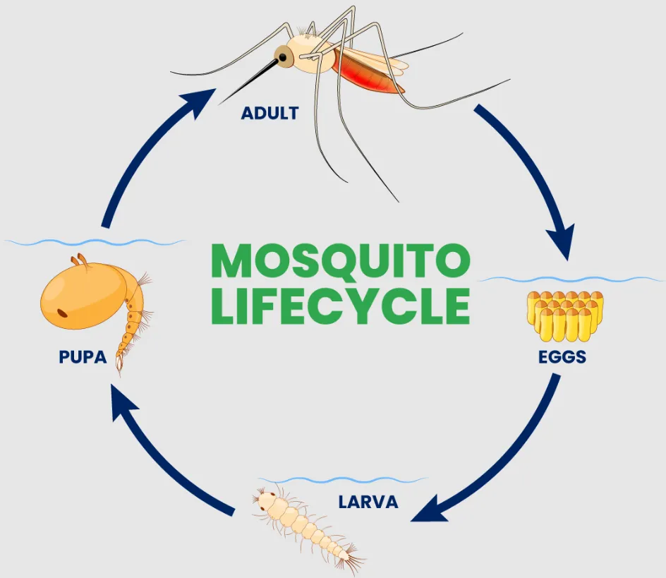 The Complete Guide to the Life Mosquito Cycle Stages, Survival, and Control Strategies That Actually Work