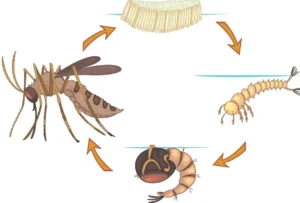 The Complete Guide to the Life Mosquito Cycle Stages, Survival, and Control Strategies That Actually Work