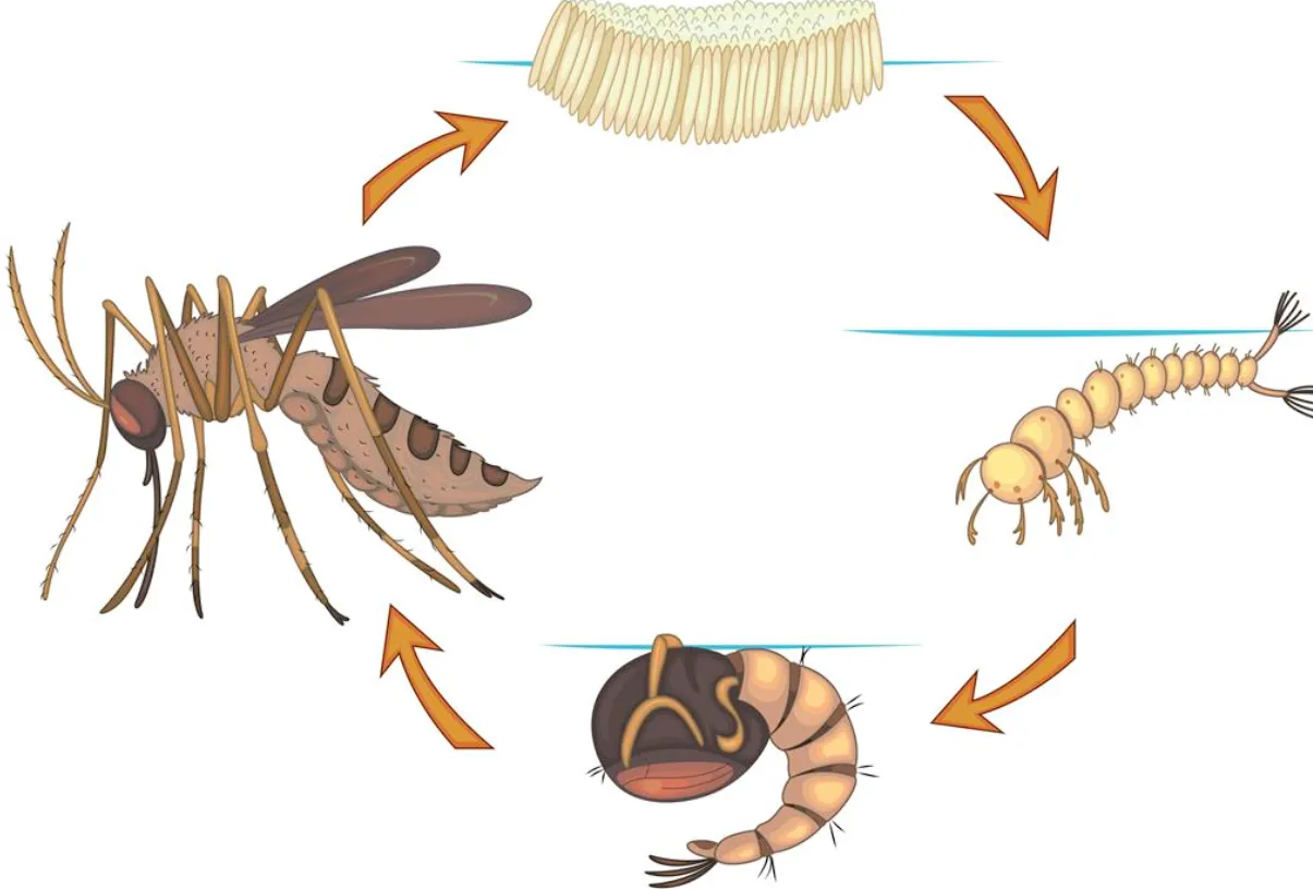 The Complete Guide to the Life Mosquito Cycle Stages, Survival, and Control Strategies That Actually Work