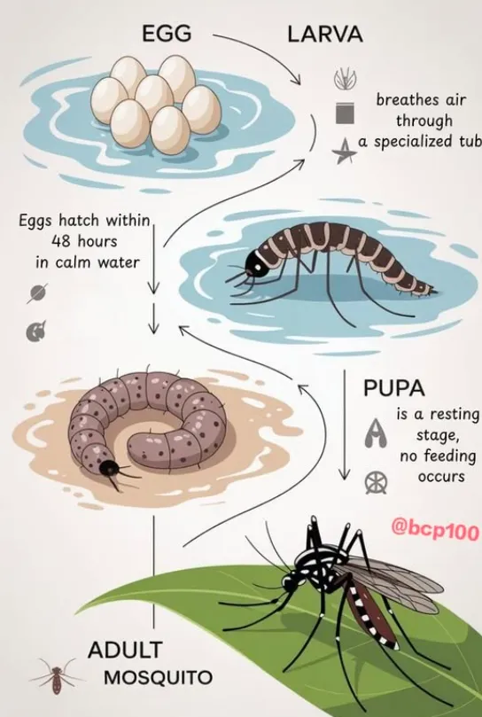 The Complete Guide to the Life Mosquito Cycle Stages, Survival, and Control Strategies That Actually Work