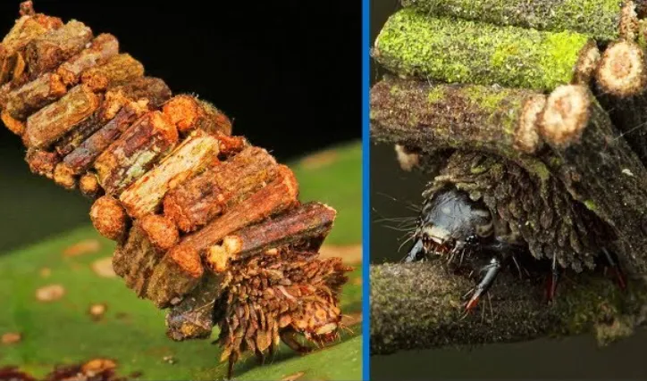 Bagworm Moth Life Cycle