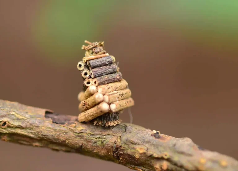 Bagworm Moth Life Cycle: Complete Guide to Eggs, Caterpillars, Bags, Pupae, and Adult Moths