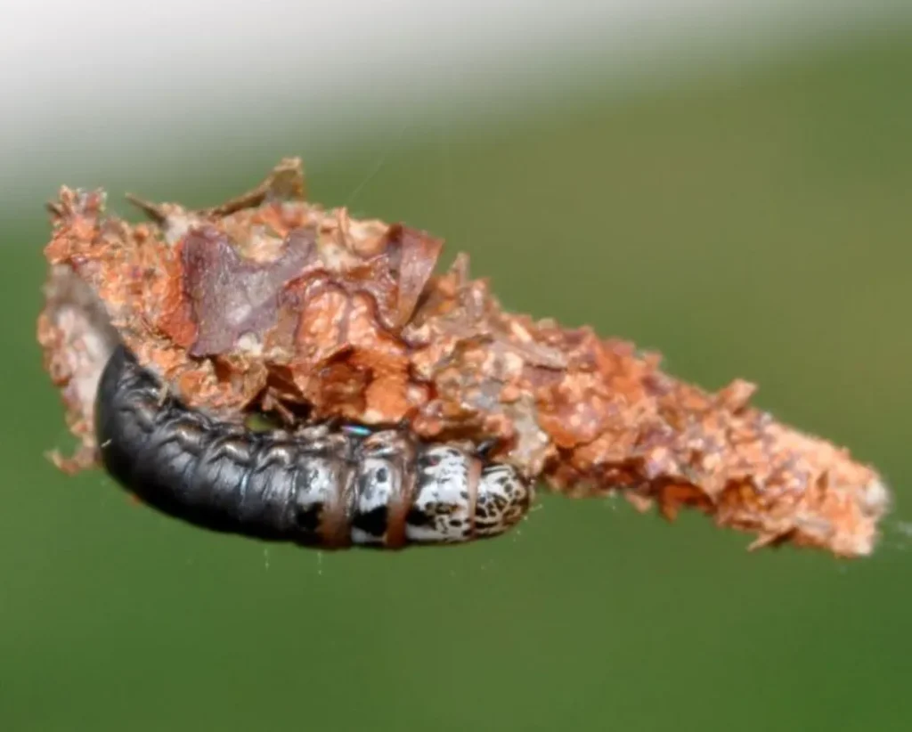 Bagworm Moth Life Cycle