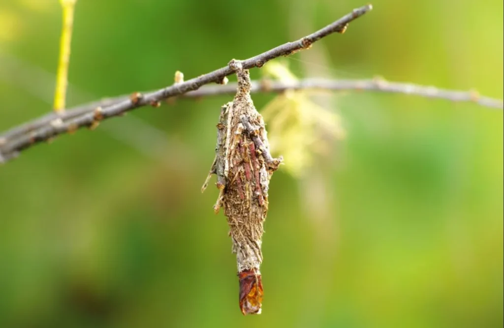Bagworm Moth Life Cycle