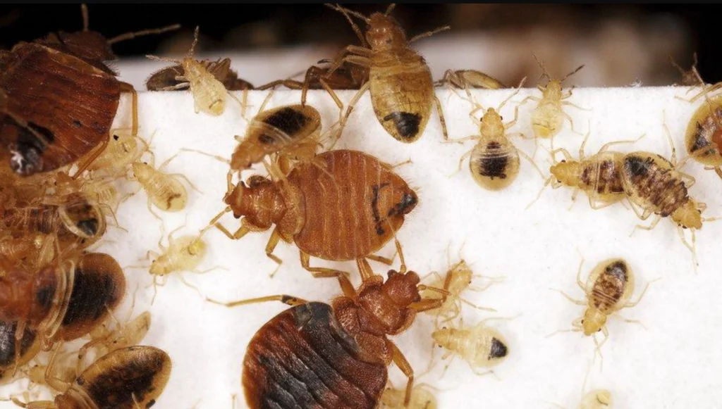 Bed Bug Life Cycle