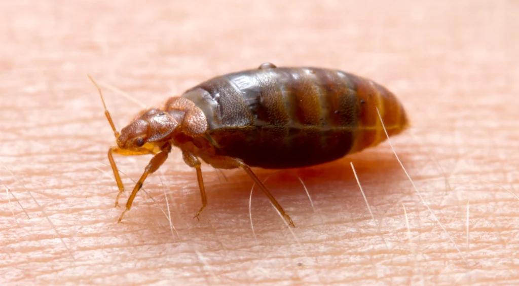 Bed Bug Life Cycle