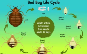Bed Bug Life Cycle