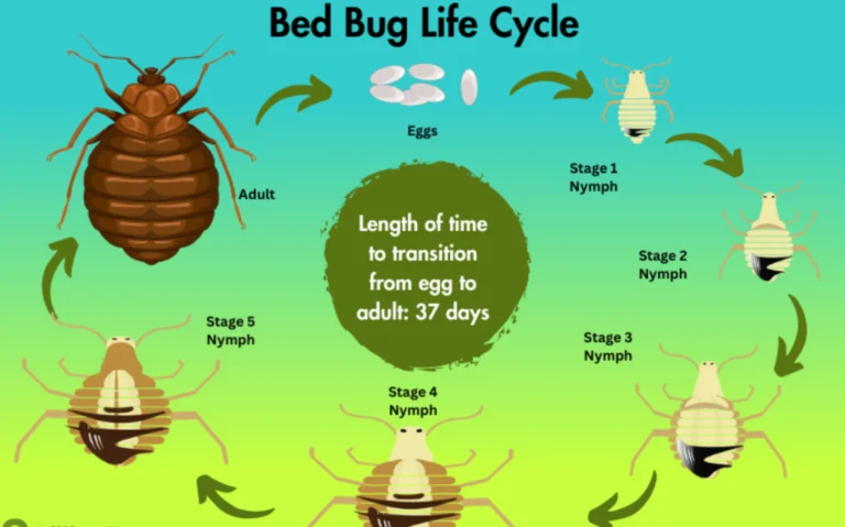 Bed Bug Life Cycle: Complete Guide to Eggs, Nymphs, Adults, Bites, and Safe Control