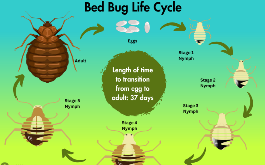 Bed Bug Life Cycle