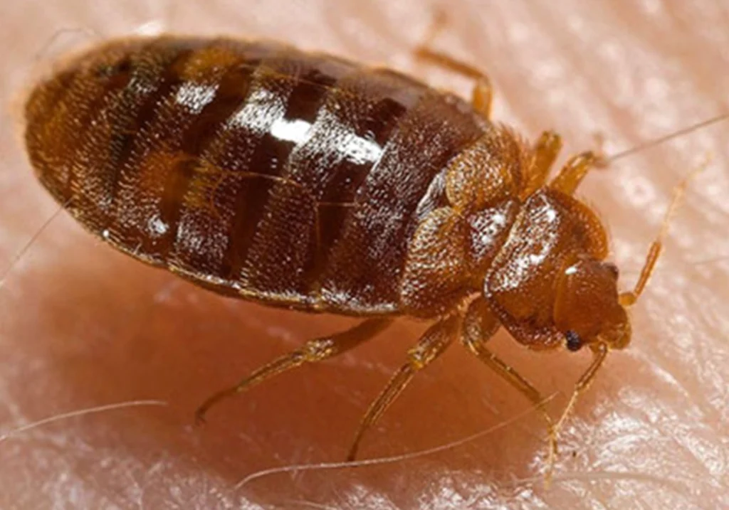 Bed Bug Life Cycle