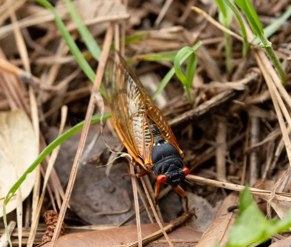 Cicada Bug Life Cycle