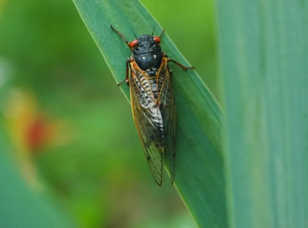 Cicada Bug Life Cycle