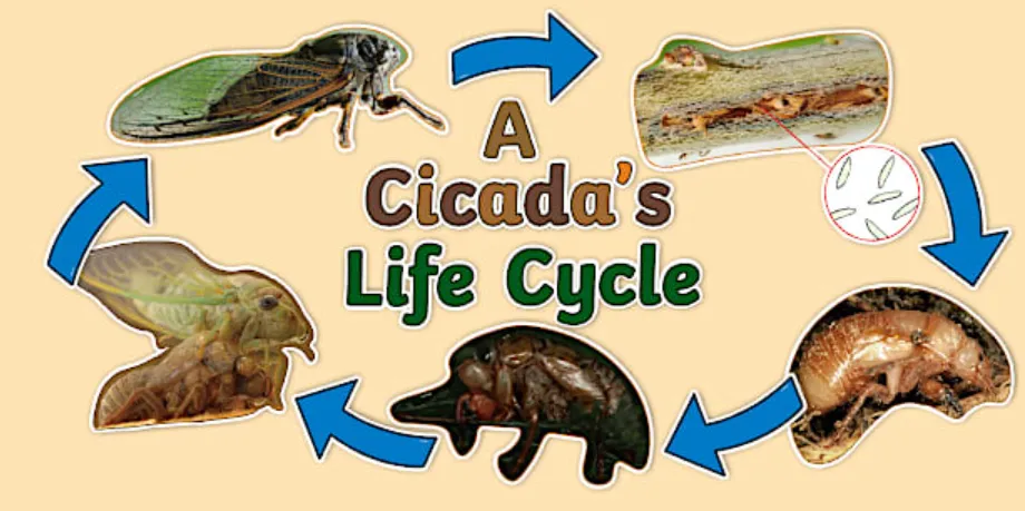 Cicada Bug Life Cycle: Complete Guide to Eggs, Nymphs, Sounds, Lifespan, and Ecosystem Benefits