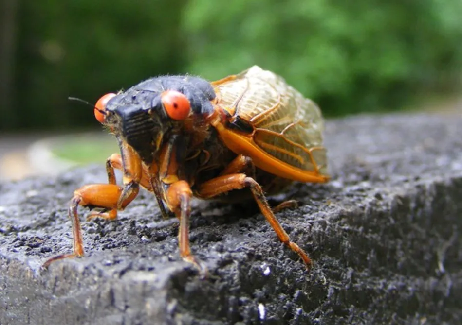 Cicada Bug Life Cycle