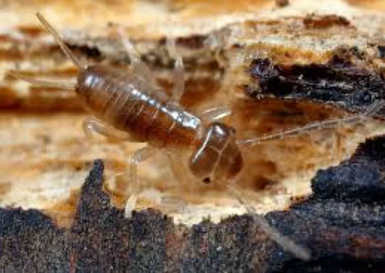 Earwig Life Cycle
