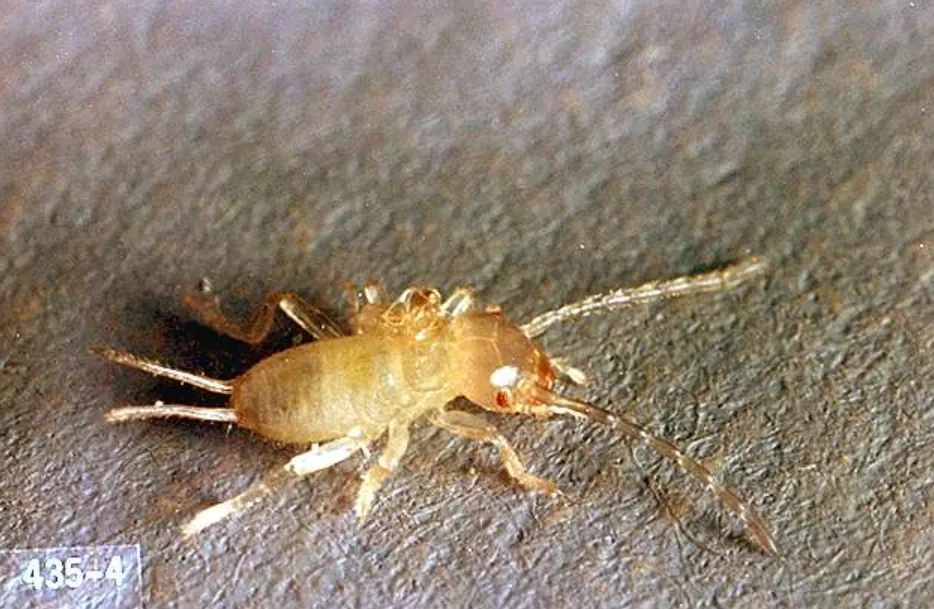 Earwig Life Cycle