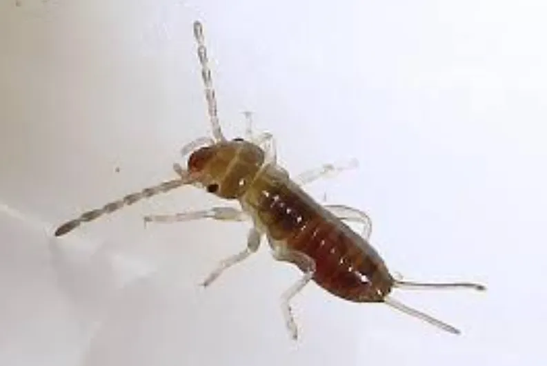 Earwig Life Cycle