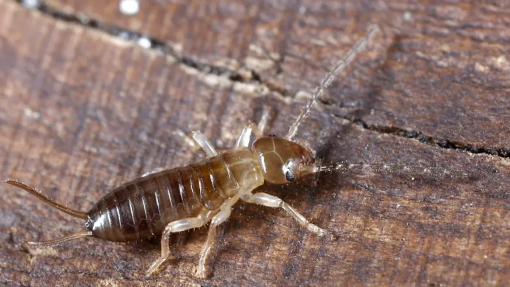 Earwig Life Cycle Explained: Eggs, Baby Earwigs, Growth Stages, Lifespan, Diet, and Ecosystem Role