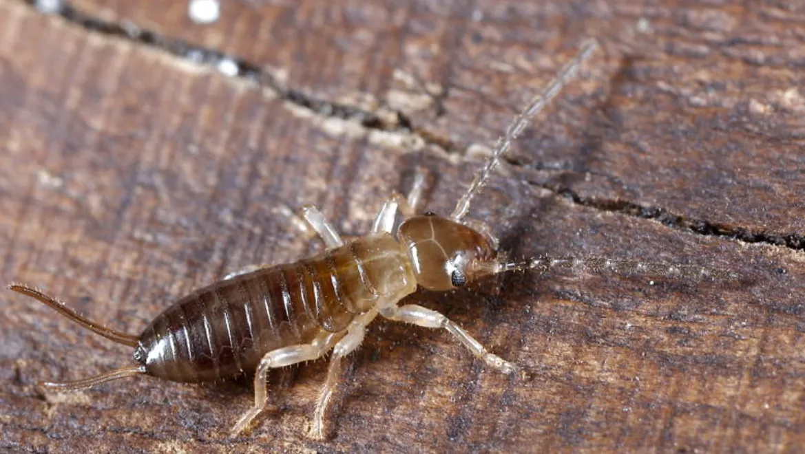 Earwig Life Cycle