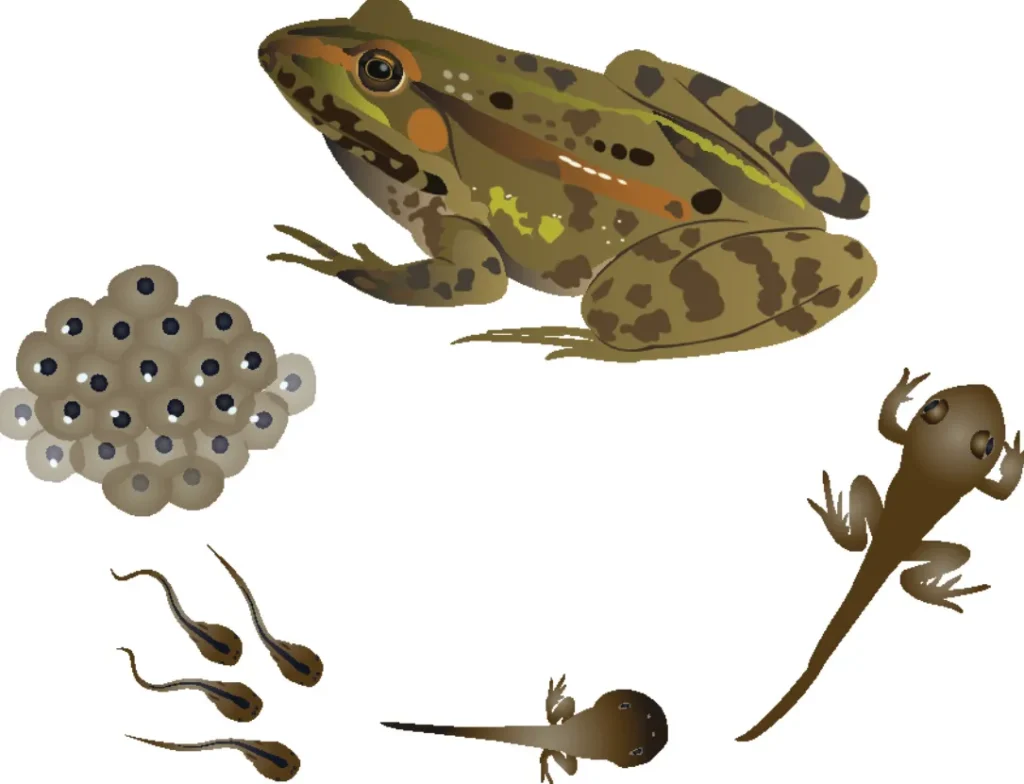 Frog Life Cycle