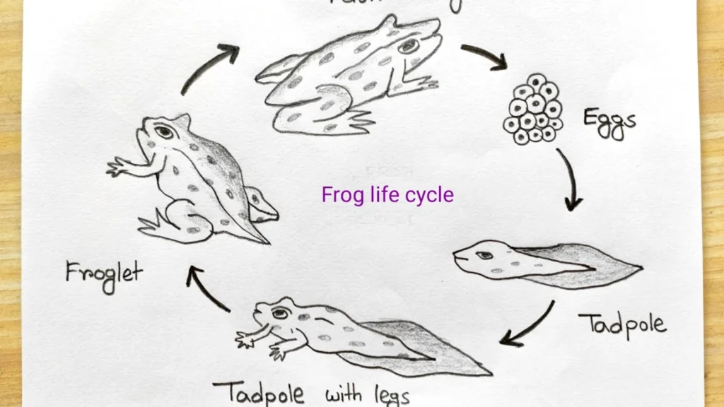 Frog Life Cycle