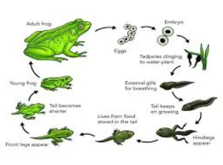 Frog Life Cycle