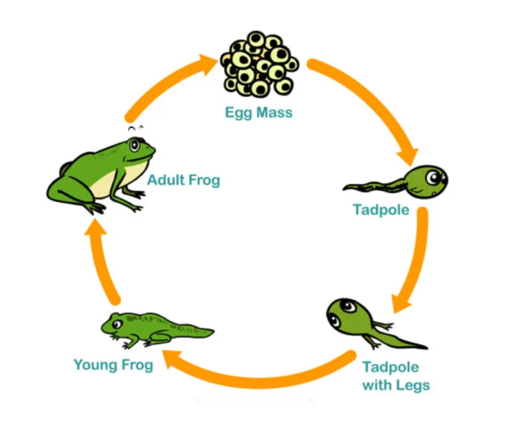 Frog Life Cycle Explained: From Tiny Eggs to Adult Frogs in Nature