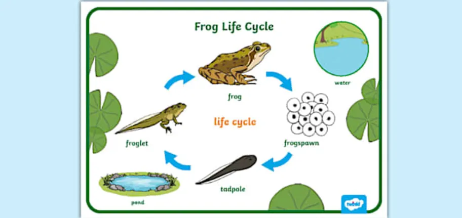Frog Life Cycle