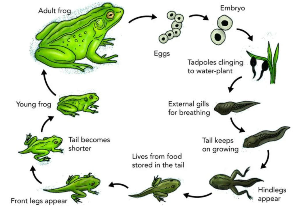 Frog Life Cycle