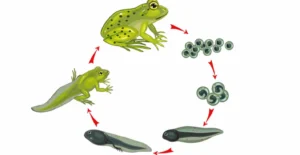 Frog Life Cycle