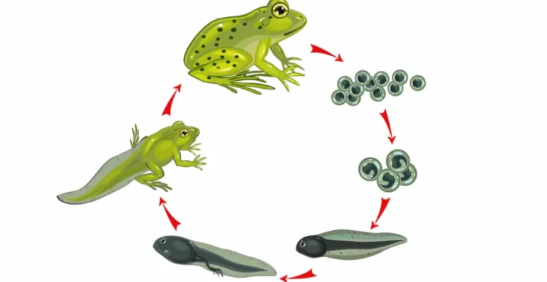 Frog Life Cycle: Complete Guide to Eggs, Tadpoles, Froglets, Adult Frogs, Diet, Lifespan, and Ecosystem Importance